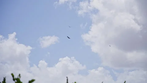 Vultures Soaring in the Cloudy Sky Stock Footage 306814504