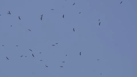 Vultures soaring Vidéo 332586325