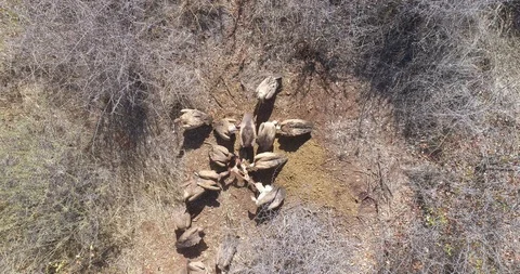 Vultures squabbling over scraps vertical top down view in thorn scrub bushes Vídeo Stock 95912185