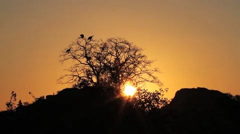 Vultures at Sunset Stock Footage 44820838