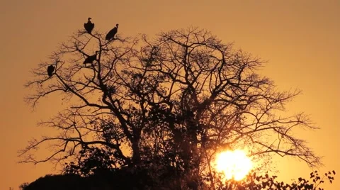 Vultures at Sunset Stock Footage 44829958
