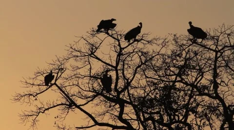 Vultures at Sunset Stock Footage 44833505