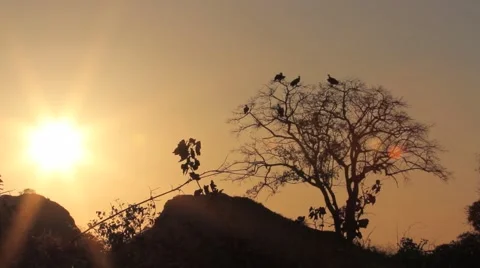 Vultures at Sunset Stock Footage 44849223