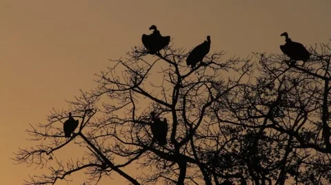Vultures at Sunset Stock Footage 44864754