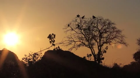 Vultures at Sunset Stock Footage 44874071