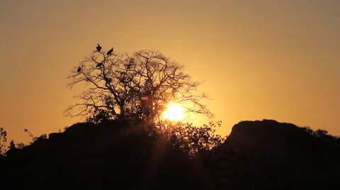 Vultures at Sunset Stock Footage 44885719