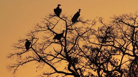 Vultures at Sunset Stock Footage 44893331