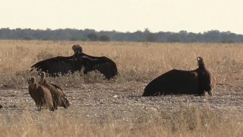 Vultures on ther ground Stock Footage 105320100