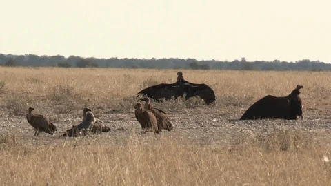 Vultures on ther ground 스톡 동영상 105321454