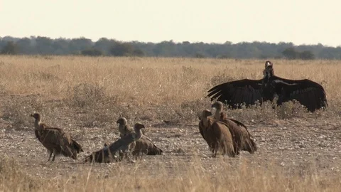 Vultures on ther ground 스톡 동영상 105323132