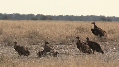 Vultures on ther ground Stock Footage 105329805