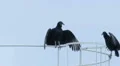 Vultures on top of the building. Vulture Drying his wings. Black bird HD Footage