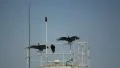 Vultures on top of the building. Vulture Open and Drying his wings. HD Footage