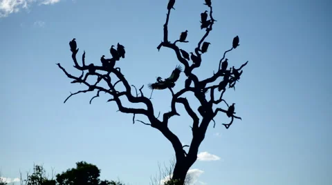 Vultures in tree 1 Stock Footage 46406256