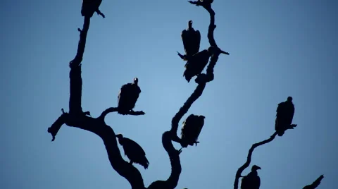 Vultures in tree 2 Video stock 46406811