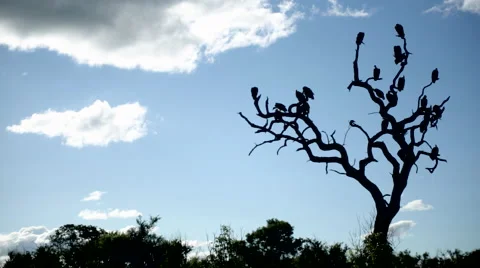 Vultures in tree 3 Video stock 46406592
