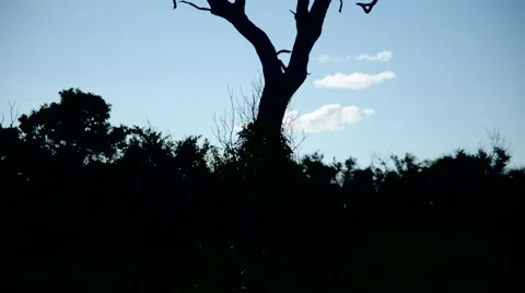 Vultures in tree 4 Stock Footage 46407751