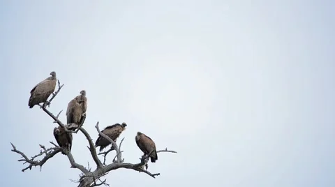 Vultures in tree 스톡 동영상 50367452