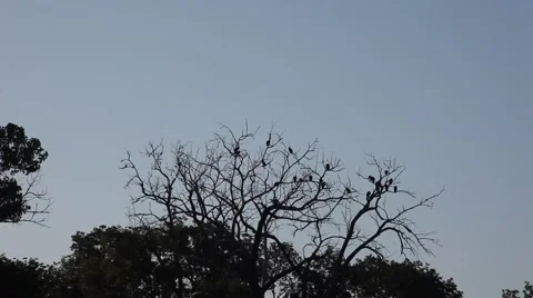 Vultures in a tree. Stockbeeldmateriaal 67222306