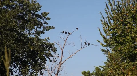 Vultures in a tree. Stockbeeldmateriaal 67222366
