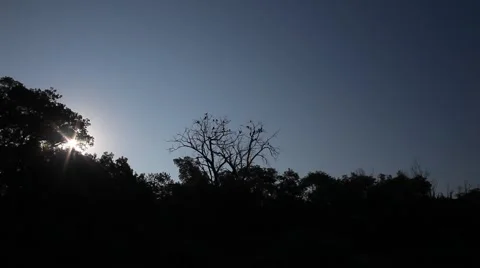 Vultures in a tree. Stockbeeldmateriaal 67222377