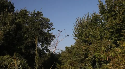 Vultures in a tree. Video stock 67222390