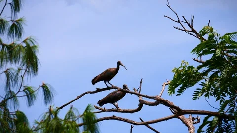 Vultures in the tree Video stock 125501303