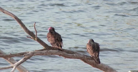 Vultures on Tree Video stock 197568266