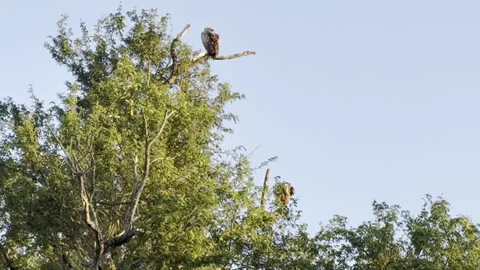Vultures on a tree Stock Footage 334747310