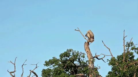 Vultures on a tree, Masai Mara Stock Footage 54353454