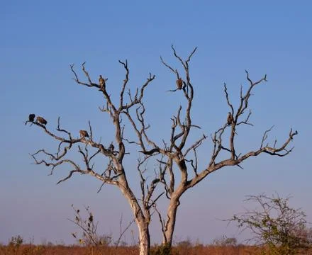 Vultures in Tree Stock Photos