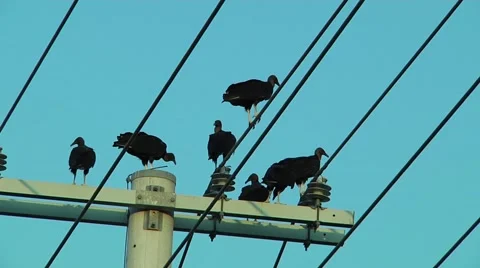 Vultures on utility lines Stock Footage 57363912