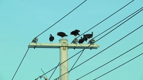 Vultures on utility pole, one lands to join the others Stock Footage 57363538