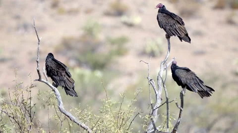 desert vulture