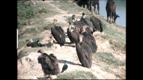 Vultures by the Water Stock Footage 276292788