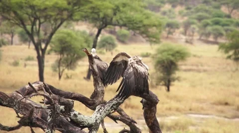 Vultures in the wild Stock Footage 43293357