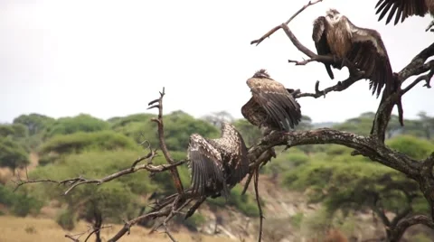 Vultures in the wild Stock Footage 43293455