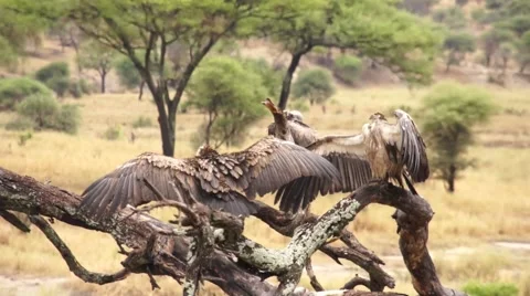 Vultures in the wild Stock Footage 43293478