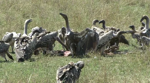 VULTURES AT WILDEBEEST KILL Video stock 21973326