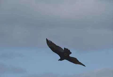 Vulture,winter 1 Stock Photos