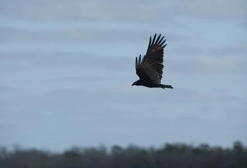 Vulture,winter Stock Photos
