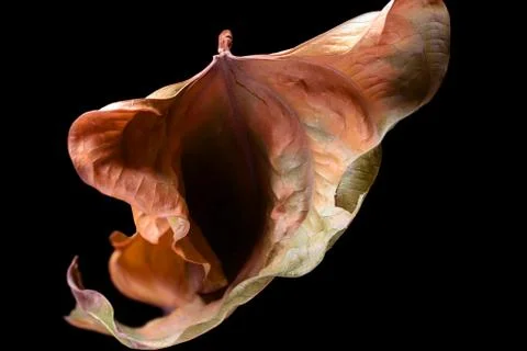Vulva shape autumn leaf Stock Photos