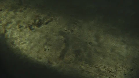 Вust at microscope Stock Footage 91235617