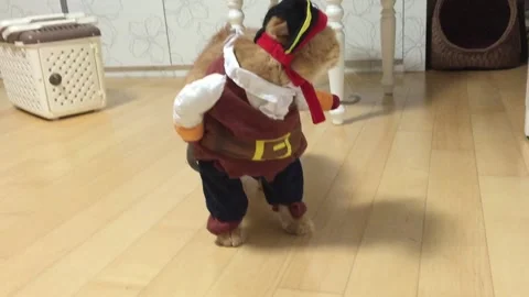 VV1041 Pirate Cat! Vidéo 133442841