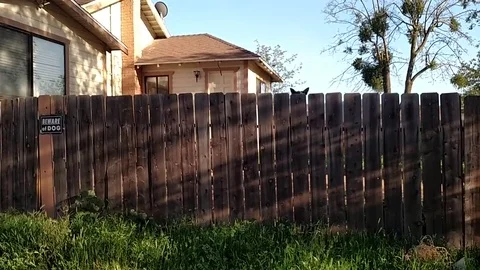 VV1094 High jumping dog! Stock-Footage 129457046