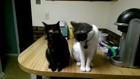 VV1096 Cat bites of more than she can chew! Vidéo 129461776
