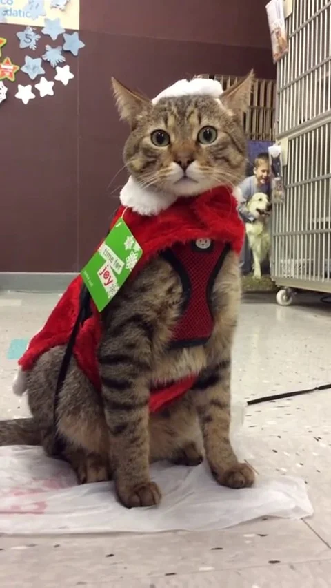 VV1113 Santa Cat! Stock-Footage 129457061