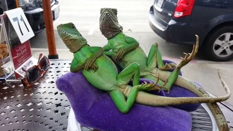 VV1190 Posing lizards! Vidéo 129456387