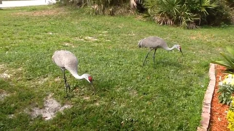 VV1192 Nice try cat! Stock-Footage 129460762