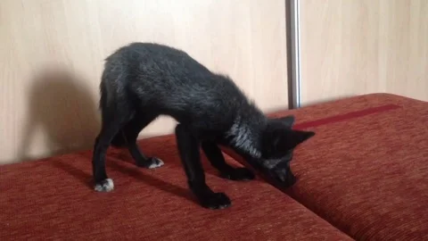 VV1200 Foxy Fun! Vidéo 129460212